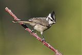 Bridled Titmouse